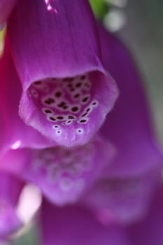 Red foxglove