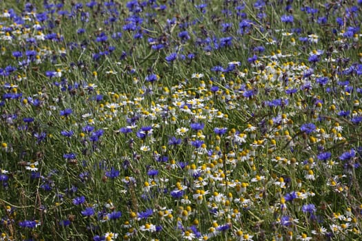 Cornflowers