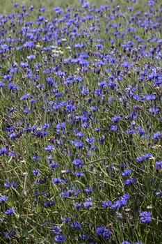 Cornflowers