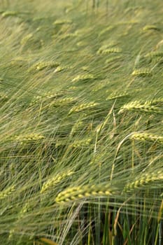 Barley