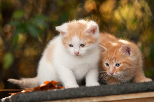 two kitten on the roof in interesting leaf