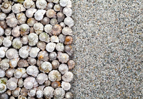 Sea shells with copy space. Summer background. Top view