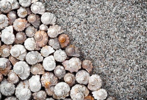 Shells with copy space for background. Top view