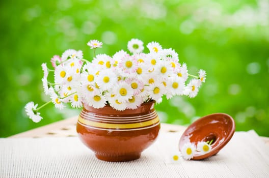 Bouquet of delicate daisies in a pot at the table
