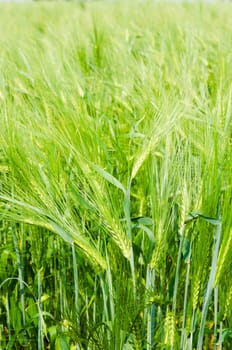 young wheat on farm land