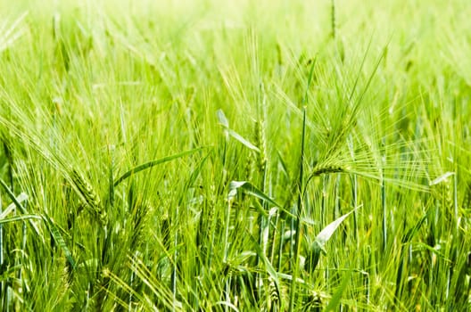 young wheat on farm land