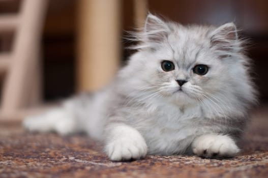 cute little persian kitten