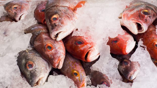 Closeup of Red Snappers lying on ice in a fish market.