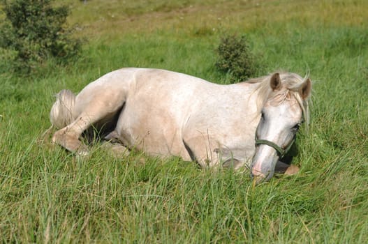 horse sleeps on grass