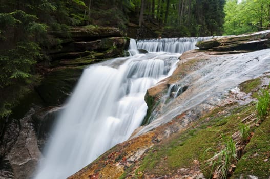 forest stream