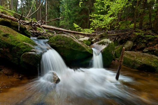 forest stream