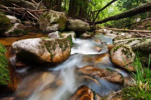 forest stream