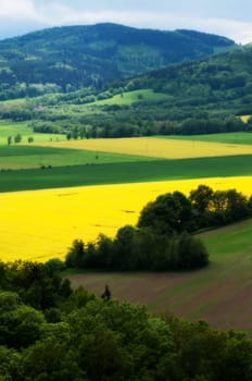 yellow field rapeseed in bloom