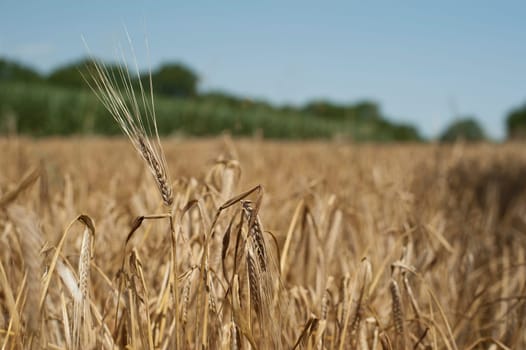 Crop failure