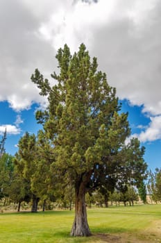 A pine tree in a grassy clearing