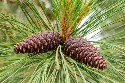 Closeup up view of a pair of pine cones still attached to the tree