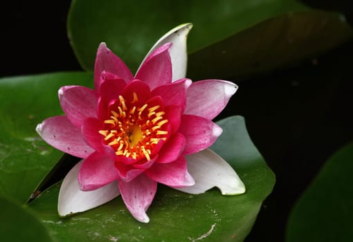 Water lily