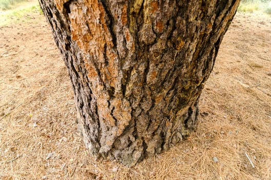 Closeup view of a tree trunk with pine needles scattered around the base of it