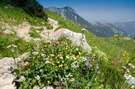 Flowers and blossoms in the mountains at Füssener Jöchle in the Tannheimer Tal Tyrol Austria