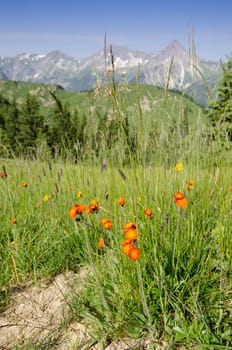 Flowers golden dipau (Crepis aurea) bloom red and orange on a meadow on the mountain