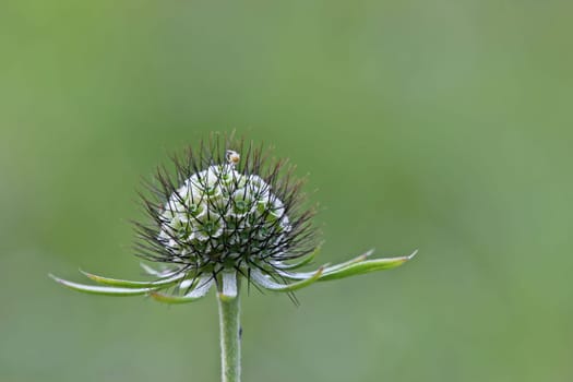 Seed stand of the pigeon scabiosis with spider