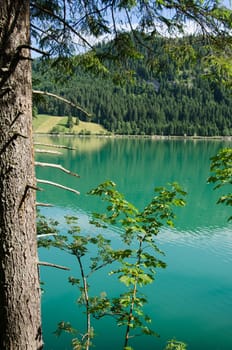 Tree on the lake in Austria with turquoise water