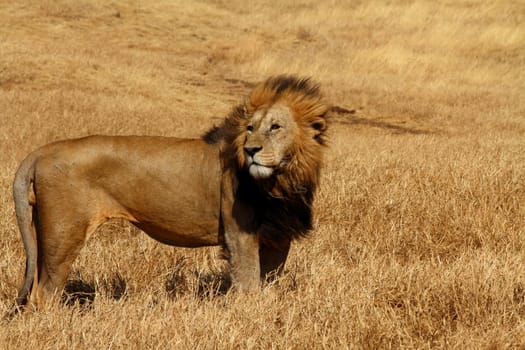 A male lion stands up tall against the blowing wind which is blowing its mane back