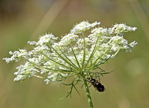 Crab spider eats hoverfly