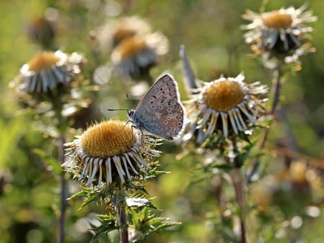 Silver Blue (Polyommatus coridon) on golden thistle (Carlina vulgaris)