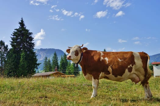 Dairy cow on an alpine pasture