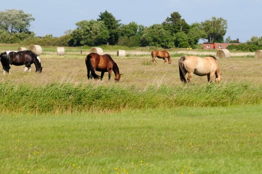 Sylt island without husum without baltic