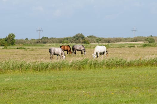 Sylt island without husum without baltic