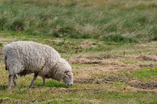 Dune sheep