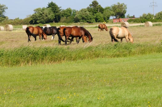 Sylt island without husum without baltic