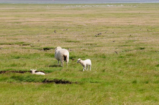 Dune sheep
