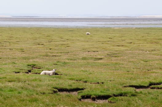 Dune sheep
