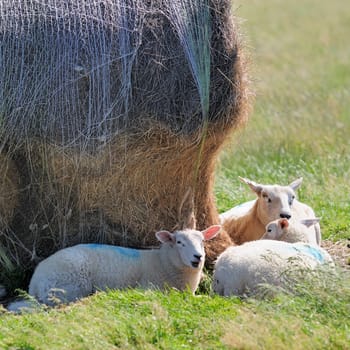 Dune sheep