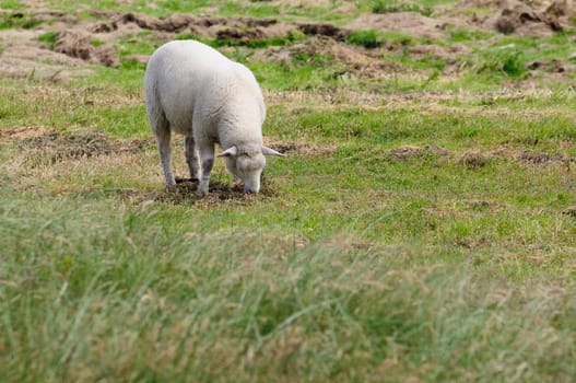 Dune sheep