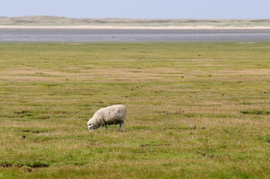 Dune sheep
