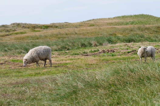 Dune sheep