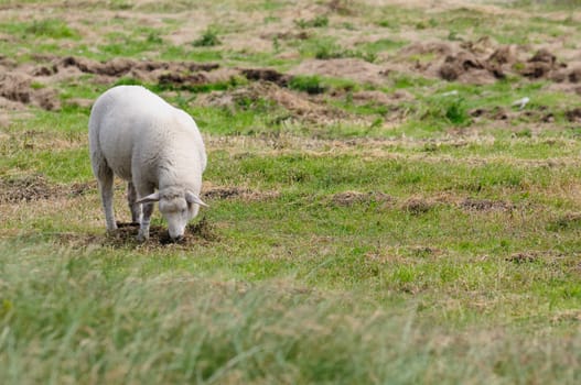 Dune sheep