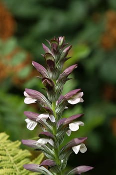 True hogweed (Acanthus mollis)