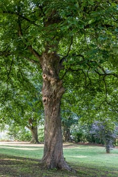 Tree in the park