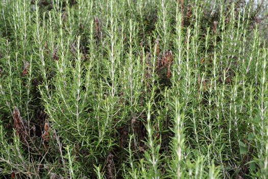 Details of many branchs of rosemary, rosmarinus officinalis.