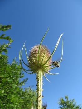 Wild carding - Dipsacus fullonum