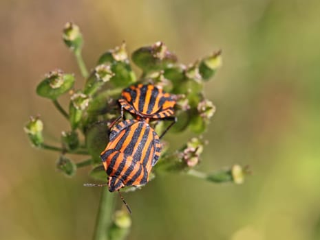 Striped bugs (Graphosoma lineatum) mating