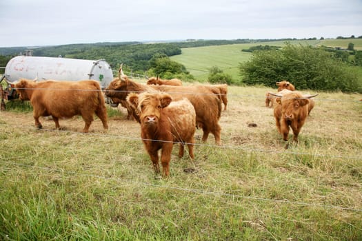 Galloway Cattle