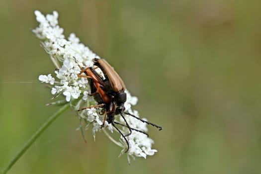 Red-necked buck (Stictoleptura rubra) mating on wild carrot