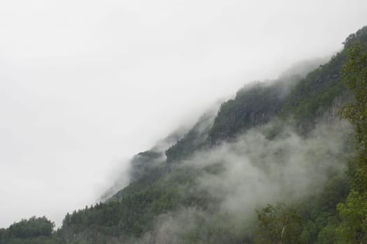 a mountain with many trees on it in the fog