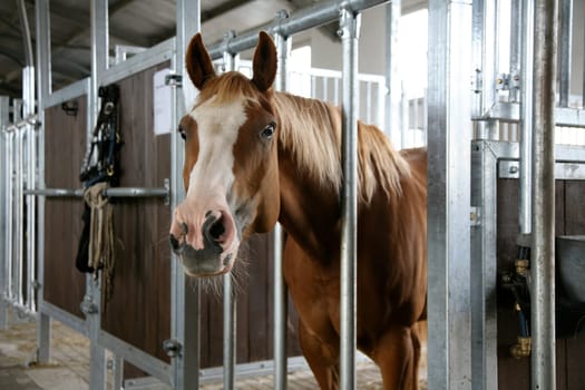 Horse in the stable